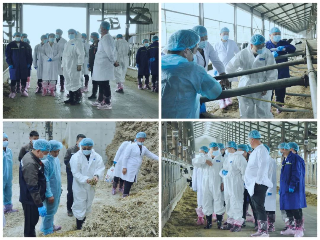 官方网站入口丨国家奶牛产业技术体系首席科学家、中国农业大学教授李胜利一行莅临官方网站入口鲁山瑞亚参观调研