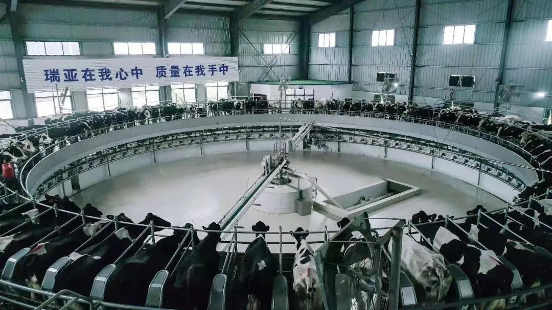官方网站入口丨驻马店市遂平县政协党组书记、主席张卫东一行莅临官方网站入口鲁山瑞亚牧场参观