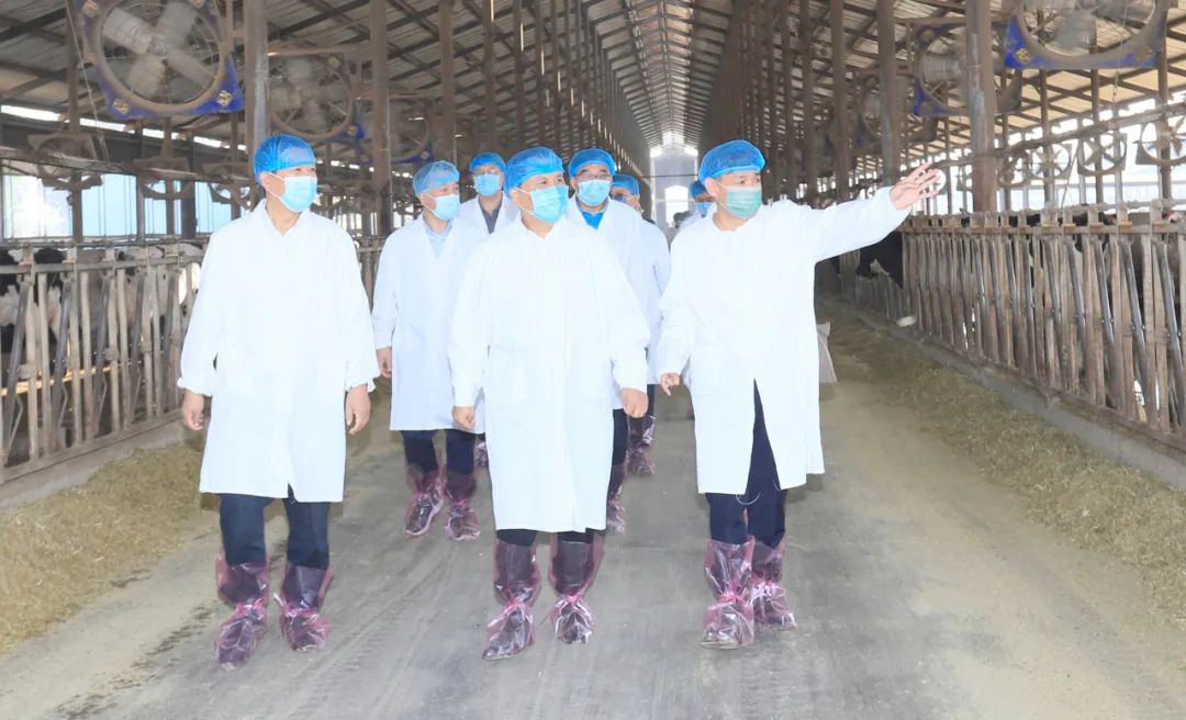 快讯丨河南省人民政府副省长武国定莅临官方网站入口乳业集团瑞亚牧业调研奶源基地建设情况
