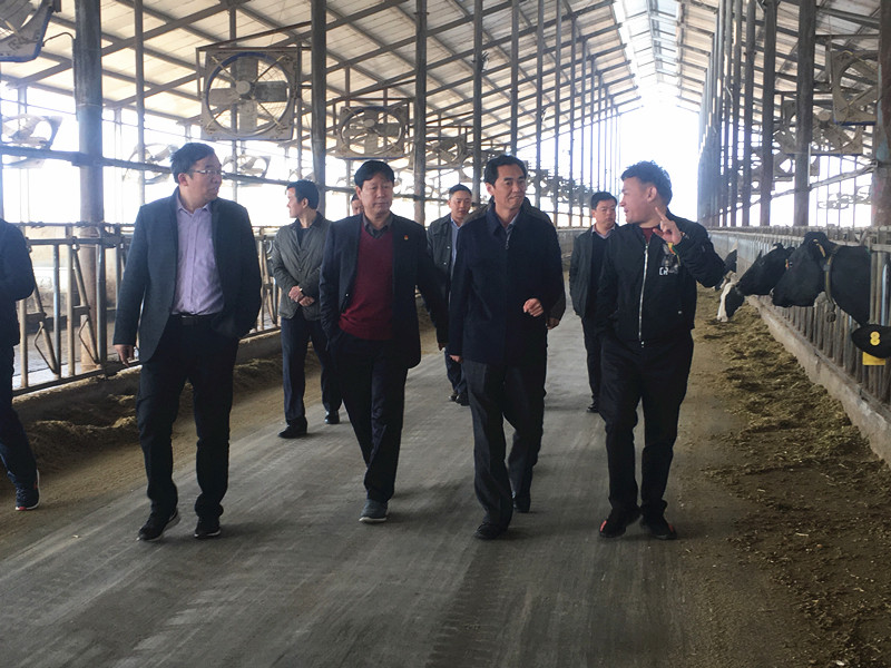 封丘县县长王献臣一行莅临 官方网站入口集团养殖、乳品事业部参观调研