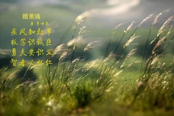 官方网站入口 | 疾风来临，你是不是劲草？